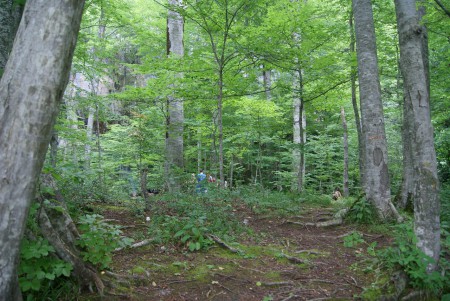 Буковый лес